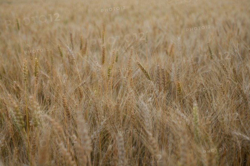 Field of wheat