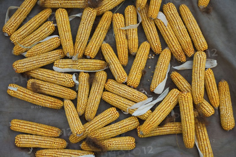 Pile of corn on cob