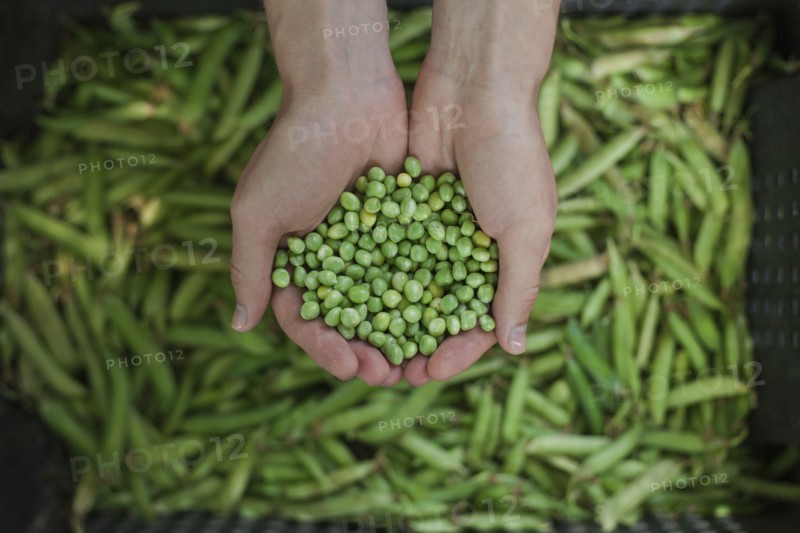 Hands holding green peas