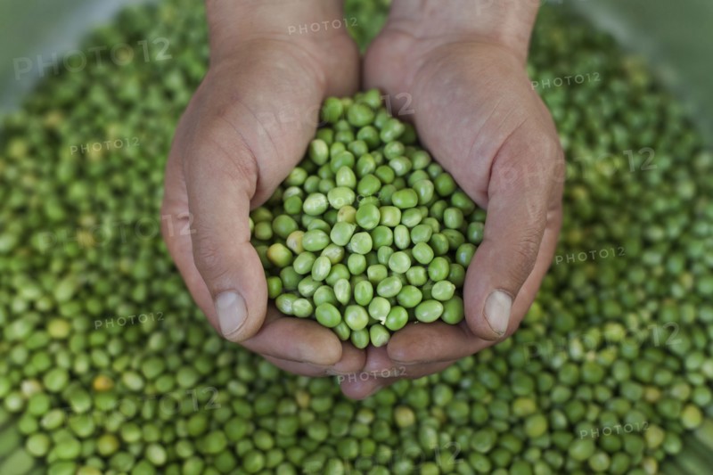 Hands holding green peas