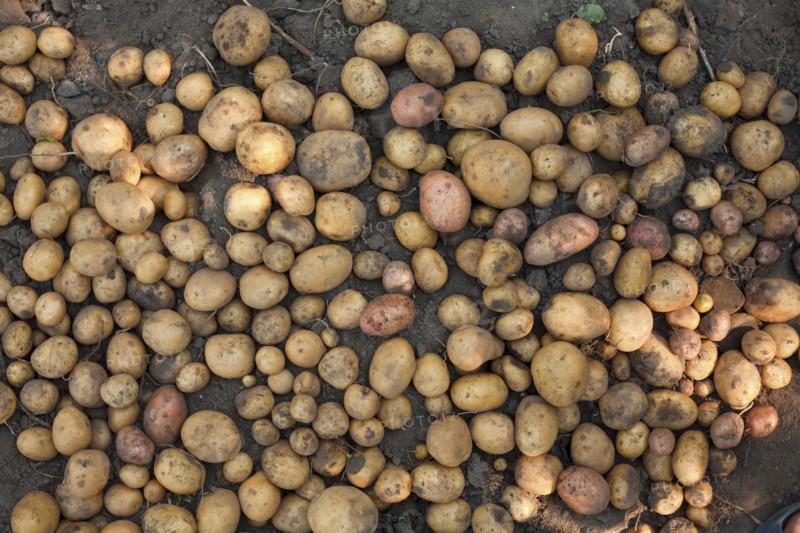 Potatoes in dirt