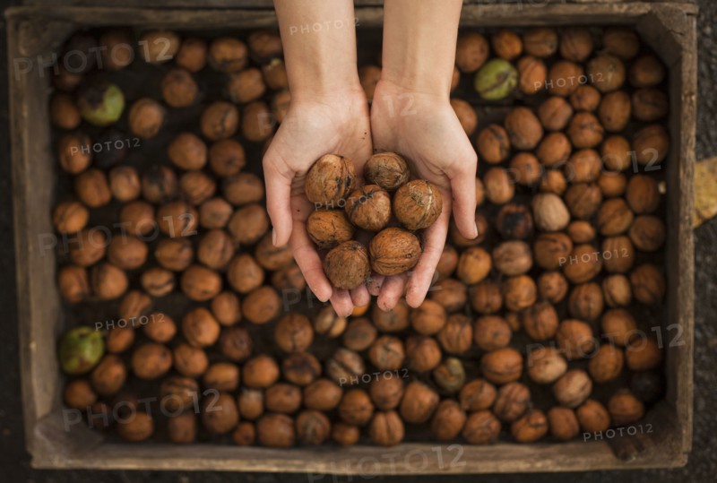 Hands holding walnuts over box