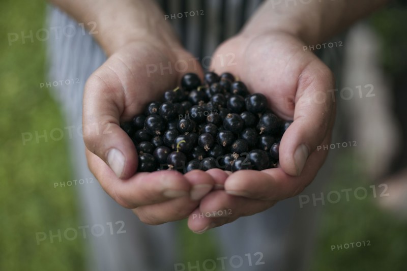 Hands holding blueberries