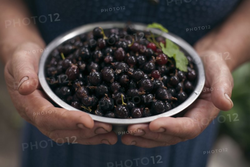 Hands holding bowl of berries