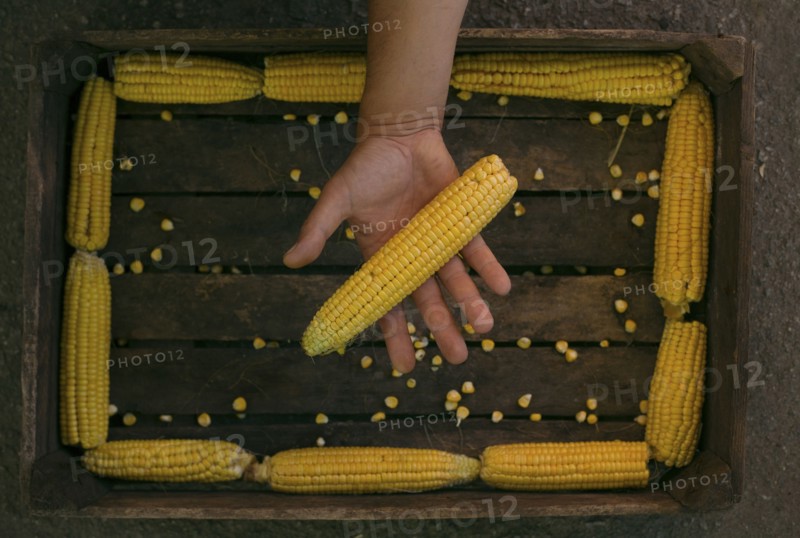 Hand holding corn on cob
