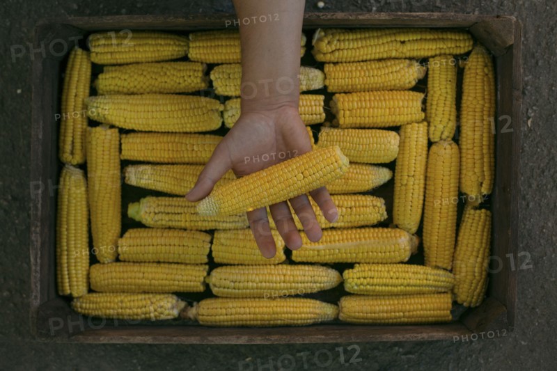 Hand holding corn on cob over box