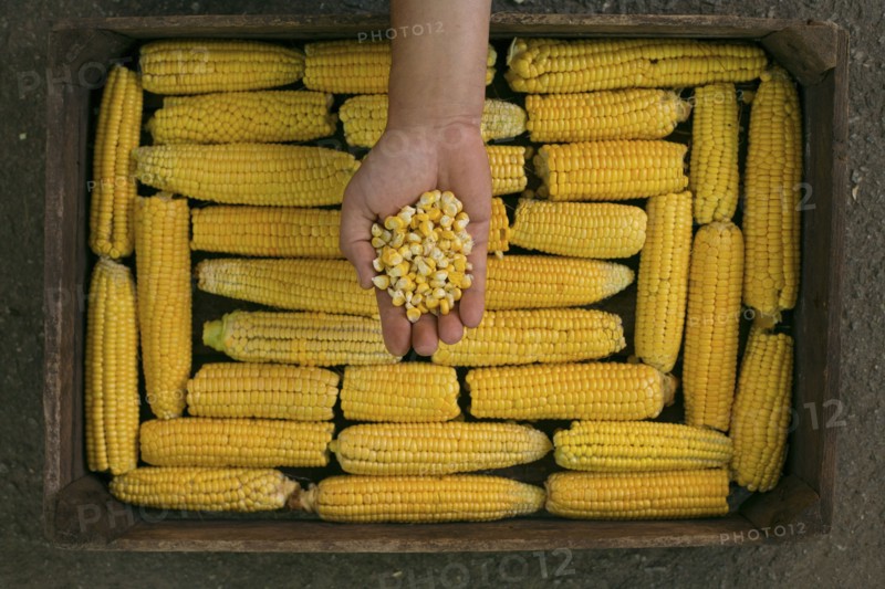 Hand holding kernels of corn over a box of corn on cob