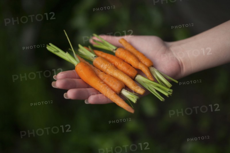 Hand of woman holding carrots