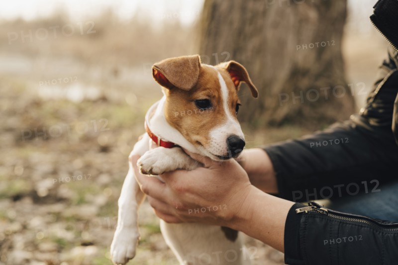 Hands of person lifting dog