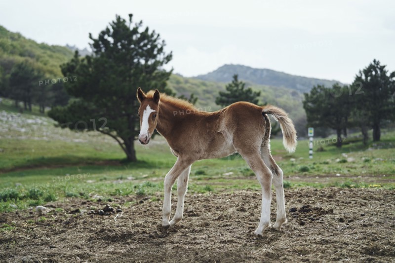 Horse standing in field