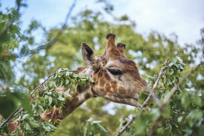 Giraffe eating leaves on branch
