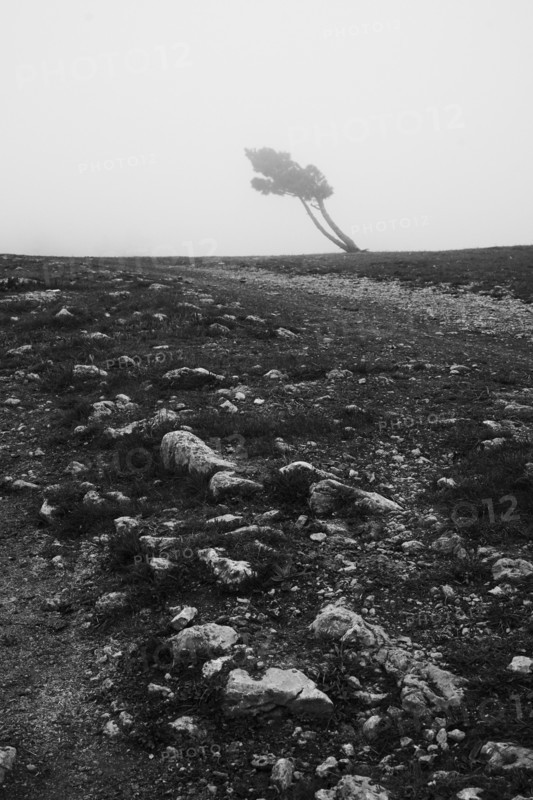 Distant tree in rocky field