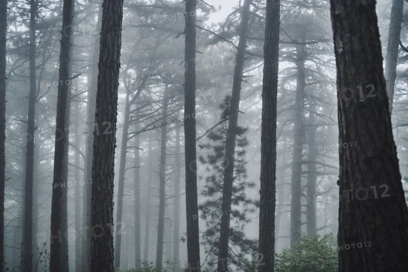 Fog in forest