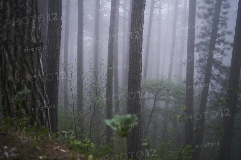 Fog in forest