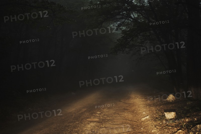 Dirt road in forest