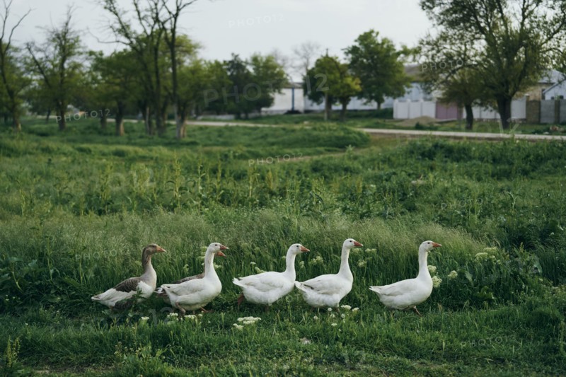 Ducks walking in grass