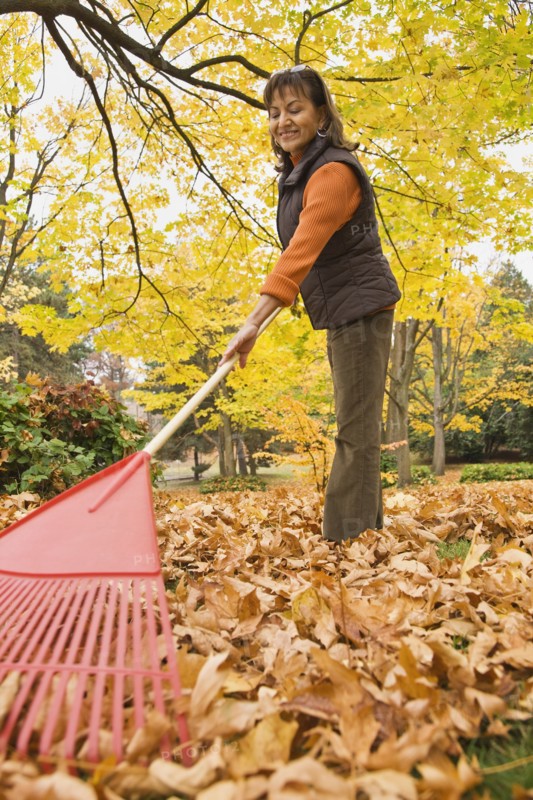 Hispanic woman raking autumn leaves