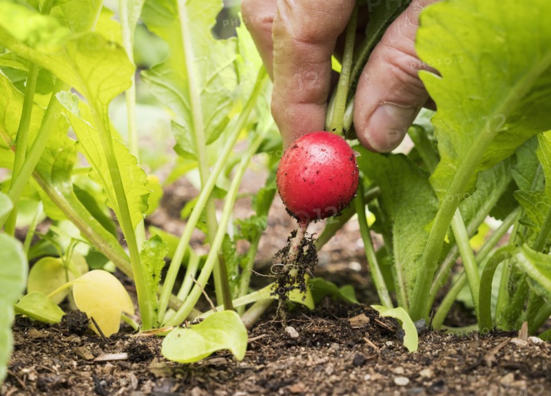 Hand of Caucasian man picking radish in garden