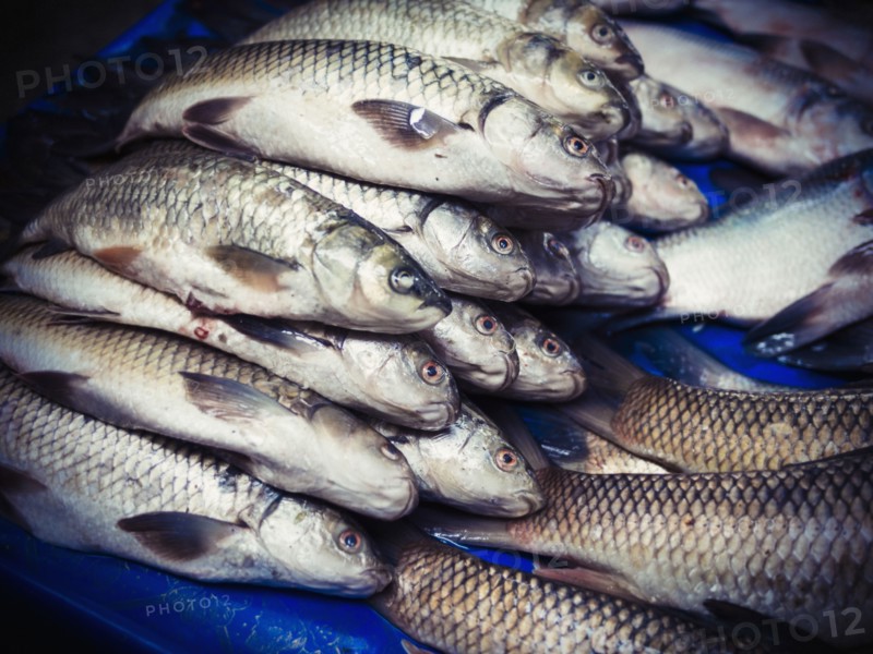 Fresh fish for sale in market