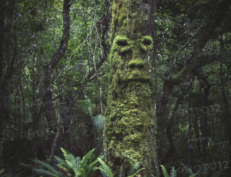 Face growing in moss on tree in lush forest