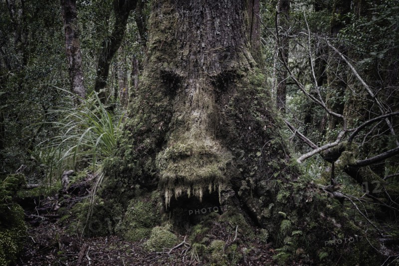 Face growing in moss on tree in lush forest
