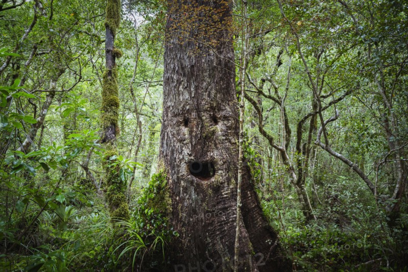 Face growing on tree in lush forest