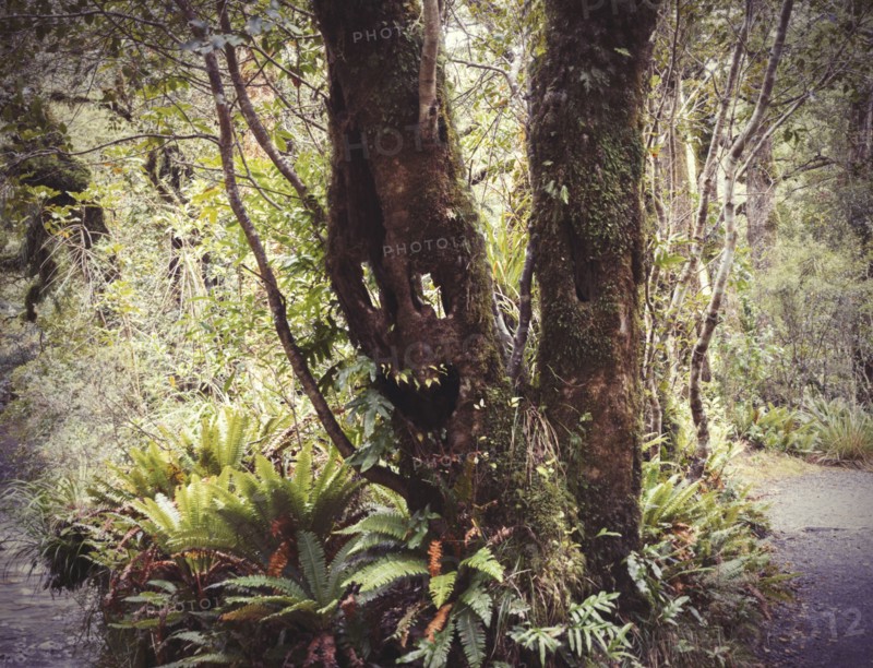 Face growing on tree in lush forest