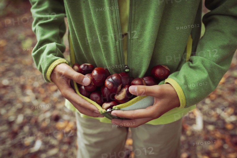 Close up of mixed race boy gathering horse chestnuts in sweater