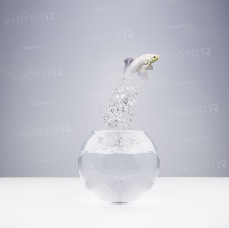 Fish jumping out of fishbowl