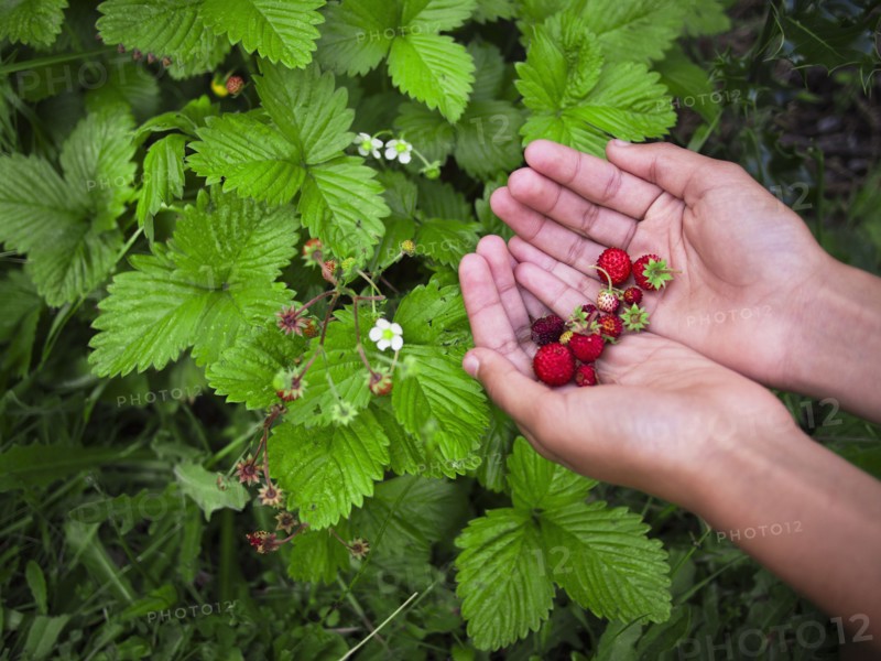 Mixed race girl gathering strawberries