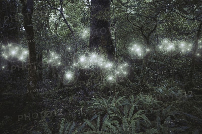 Glowing spheres hovering in forest