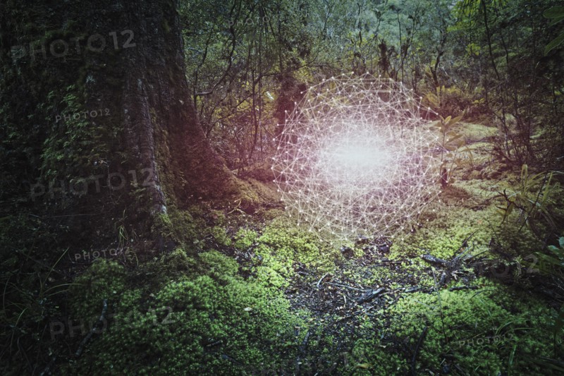 Glowing connected dots hovering in forest