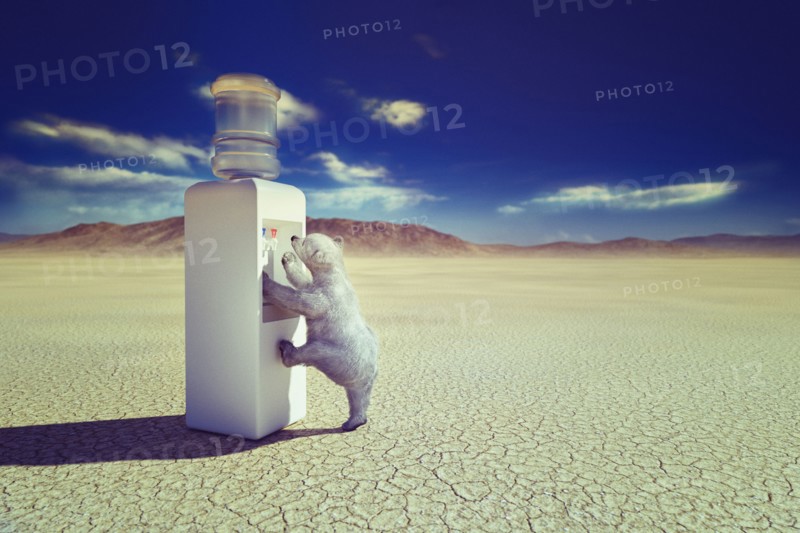 Polar bear climbing water cooler in desert