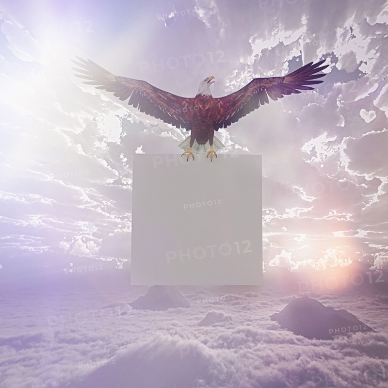 Eagle flying in sky holding blank sign