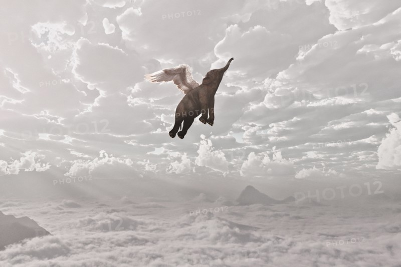 Elephant flying in clouds