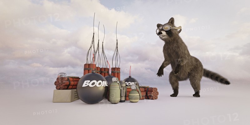 Raccoon wearing goggles watching explosives