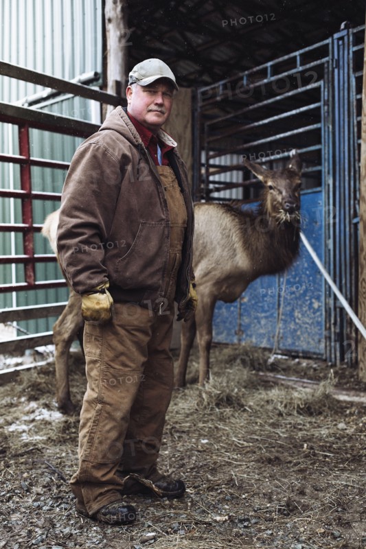 Caucasian farmer working with elk in stable