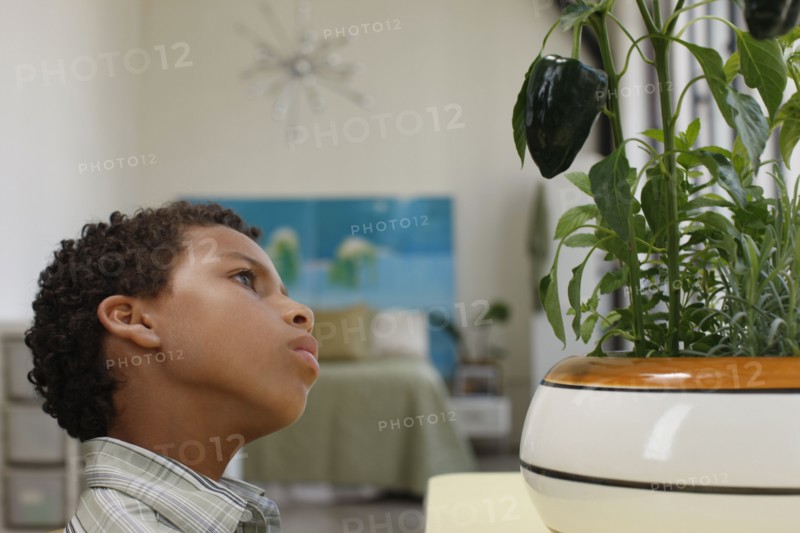 Mixed race boy looking at plant