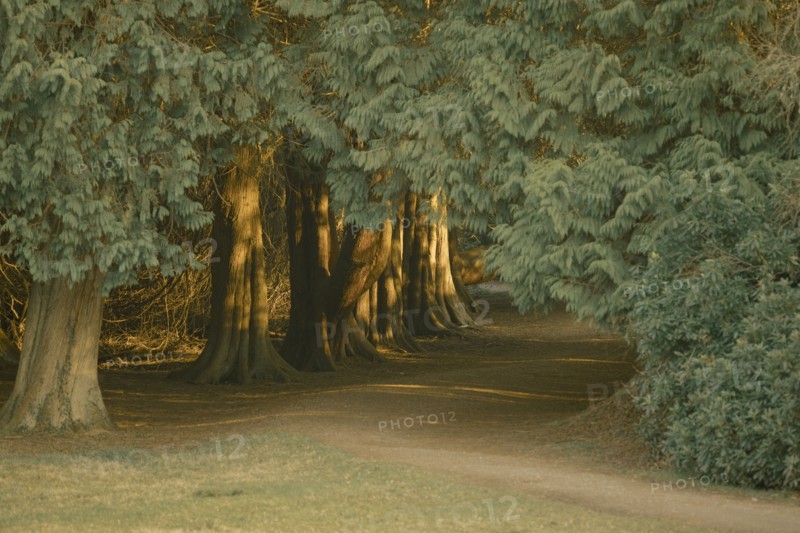 Entrance to mysterious forest area