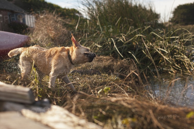Labrador shaking himself dry