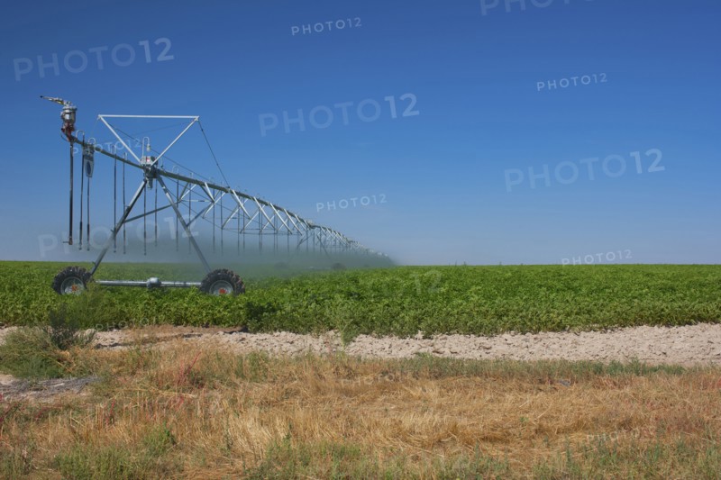 Sprinkler watering crops in field