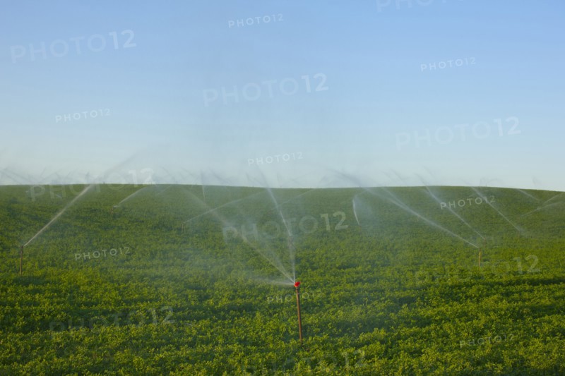 Sprinkler watering crops in field