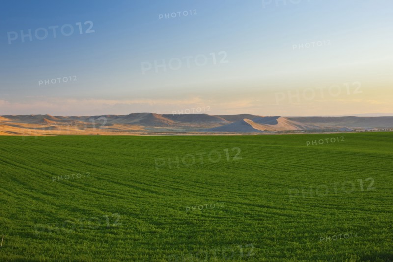 Lush crops growing in field