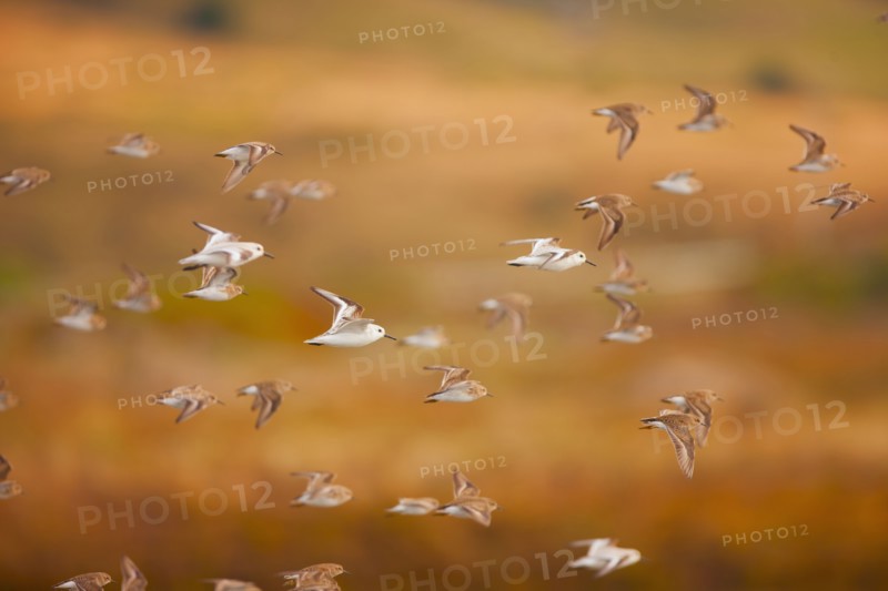 Flock of sanderlings flying through the air