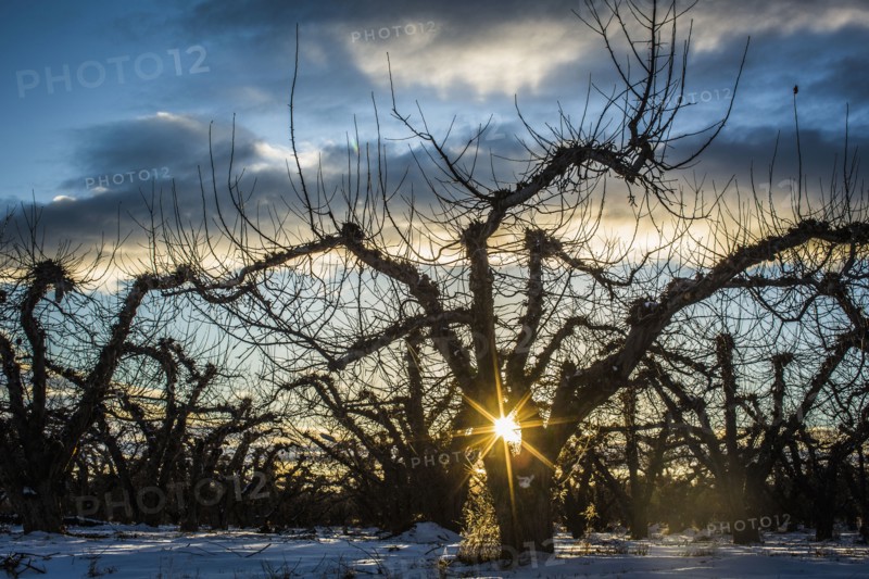 Sun rising over dry forest