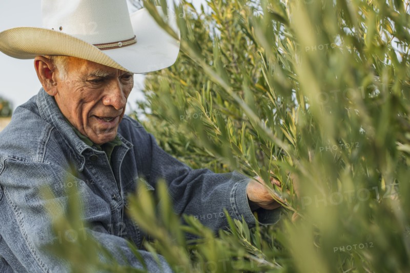 Hispanic farmer working in vineyard