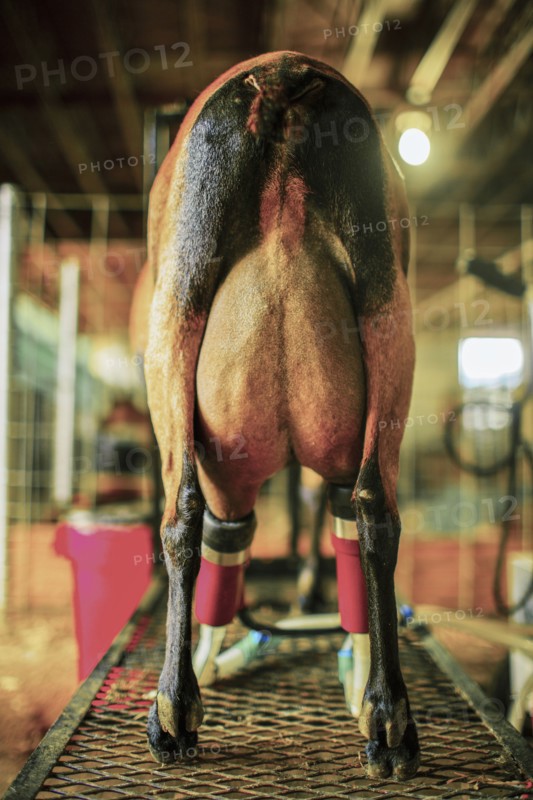 Goat in milking machine on farm