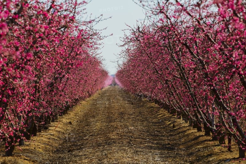 Trees flowering in orchard