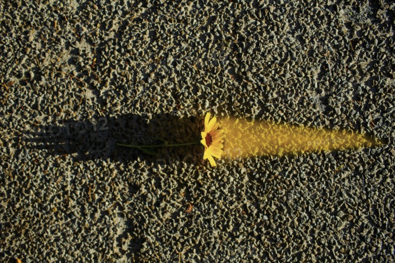 Flower glowing on asphalt