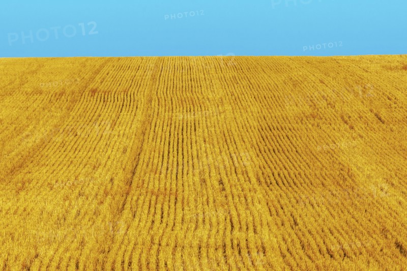 Golden wheat field